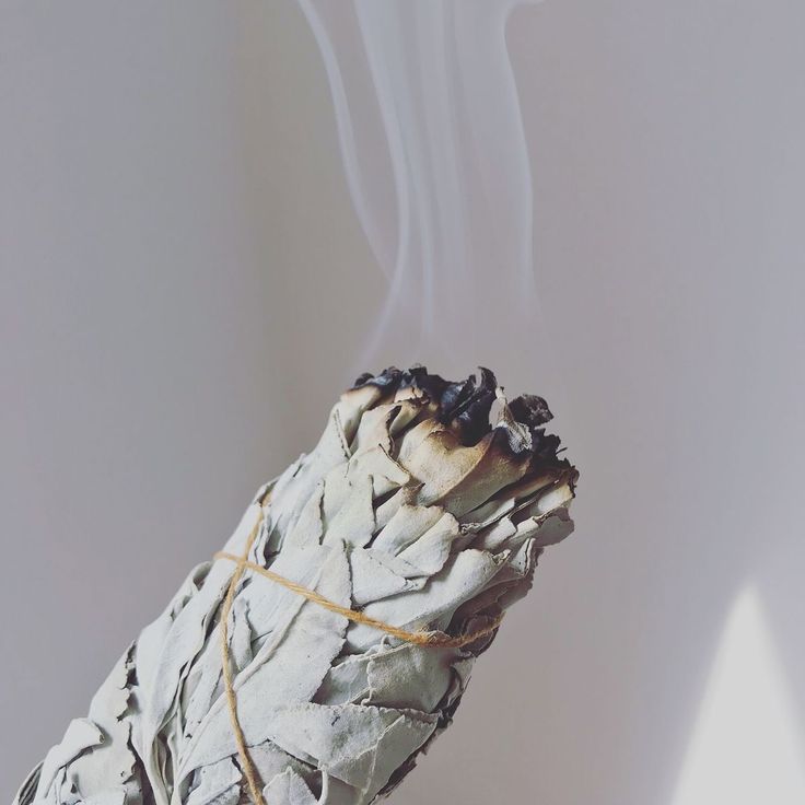 White sage smudge stick for cleansing and purification. 